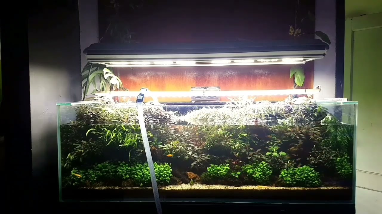 How to water change The Matano. 44 months old planted tank (timelapse)