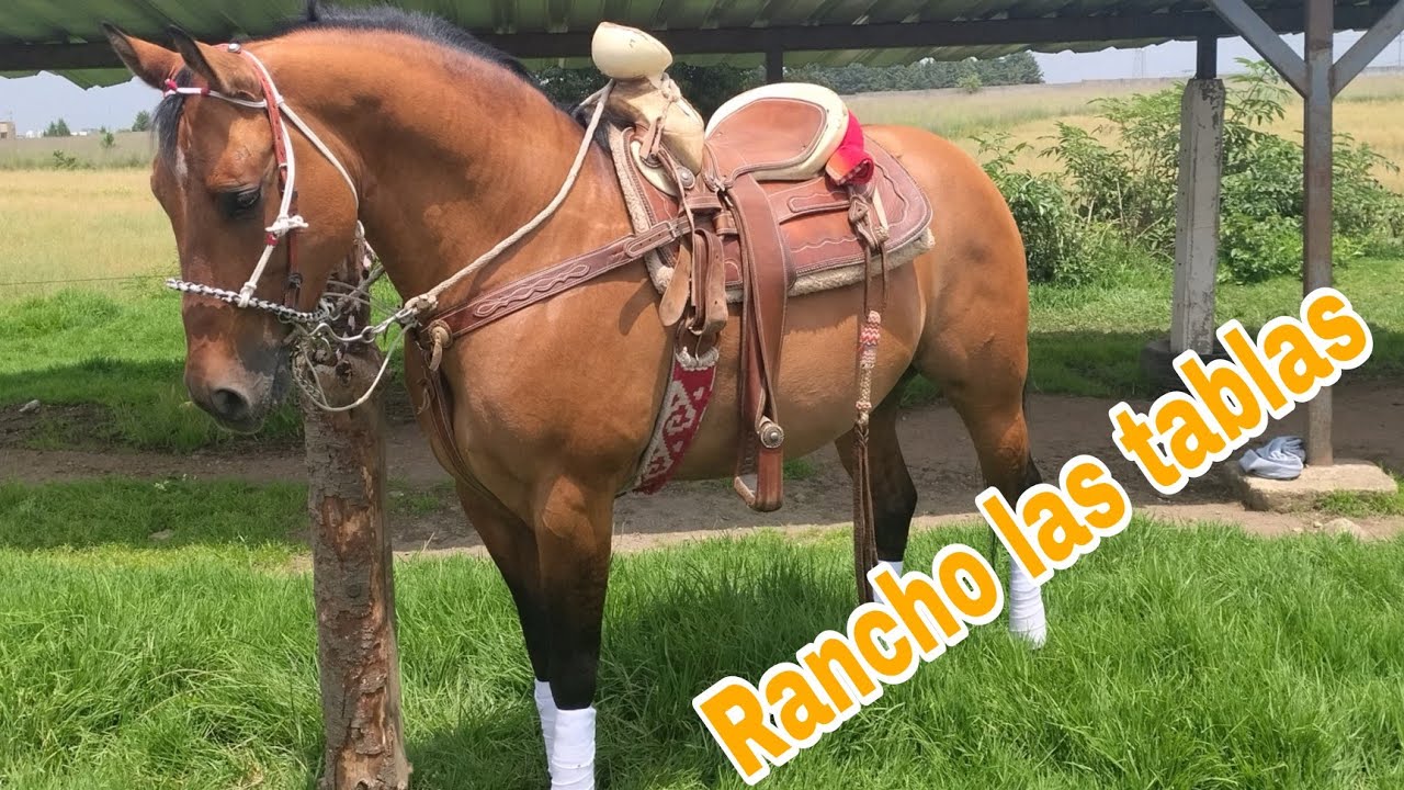 Cuacos en Rancho las tablas / Santiago Tianguistenco Edomex 