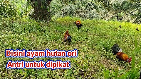 Baru tau..., Ternyata disini ada ayam hutan nya