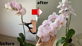 Orkidelerin Bol Çiçek Dalı Çıkarması İçin Bunu Yapın/Boğumdan Birden Çok Çiçek Dalı