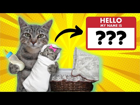 Video: 2016. gada populārākie kaķu vārdi