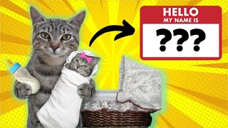 Top 10 Most Popular Cat Names (Male & Female Lists) Top 10 Most Popular Cat Names (Male & Female Lists)