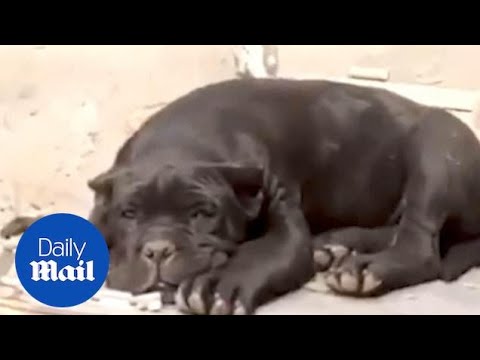 Video: Fotograf Pet (Bow) nás baví s jeho Pup Portraitures