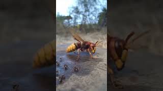 hornet vs ants