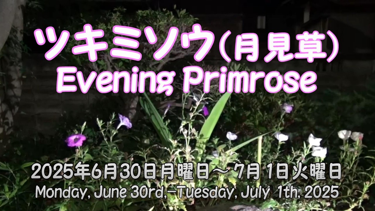 2025年6月30日月曜日～7月1日火曜日 ツキミソウ Evening Primrose