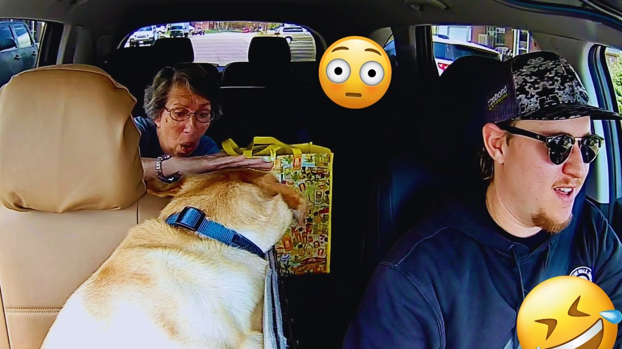 The Best of the Best! The Funniest Animal Videos of 2024 & Start 2025! Funny DOG videos 🐶😂💕 |PART 19