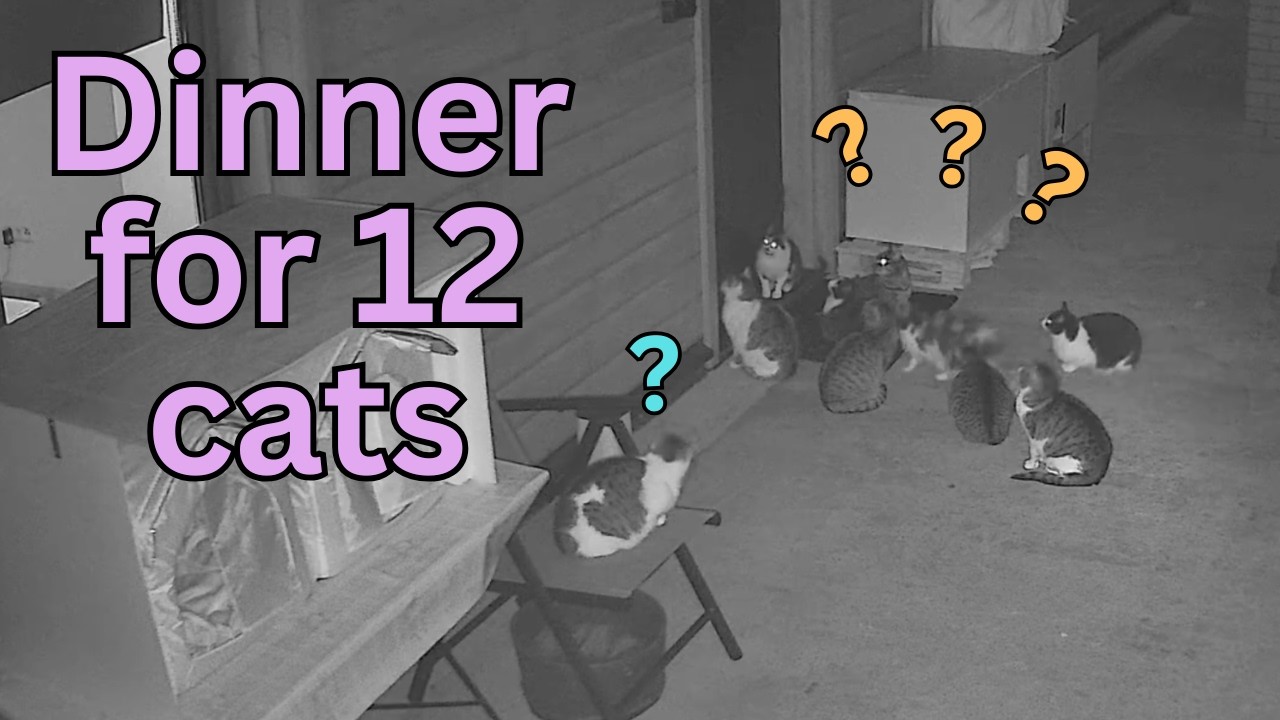 Dinner for 12 cats