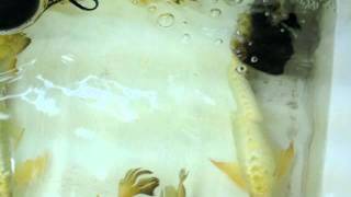 SDF XBack Gold 1110F4.AVI