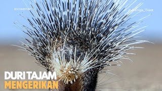 Sharp-Spined Porcupine Defense Against a Predator