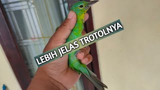 cucak ijo banyuwangi yg di kembalikan trotolnya asli bukan palsu