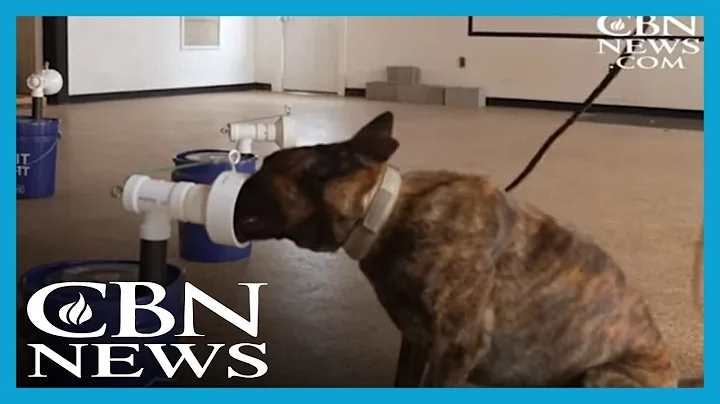 'Astounding Accuracy': Dogs Trained to Detect COVI...