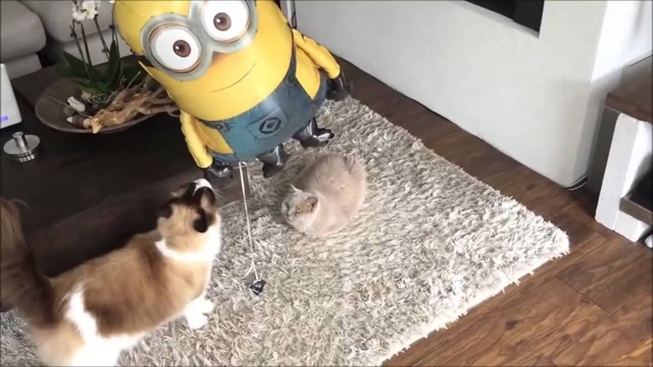 Hikikan Tv 超絶可愛い猫 動画集 Youtube