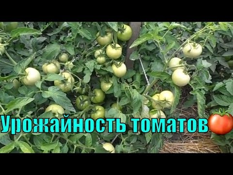 Урожайность томатов в открытом грунте на 14 июля 2017 г.