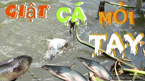 Câu Cá Tra Sông Mùa Nước Nổi Cá Ăn Liên Tục Cái Kết và Rồi ……./ Quang Hai Tv ( Tập 140)