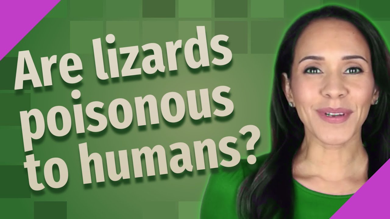 Are lizards poisonous to humans? YouTube