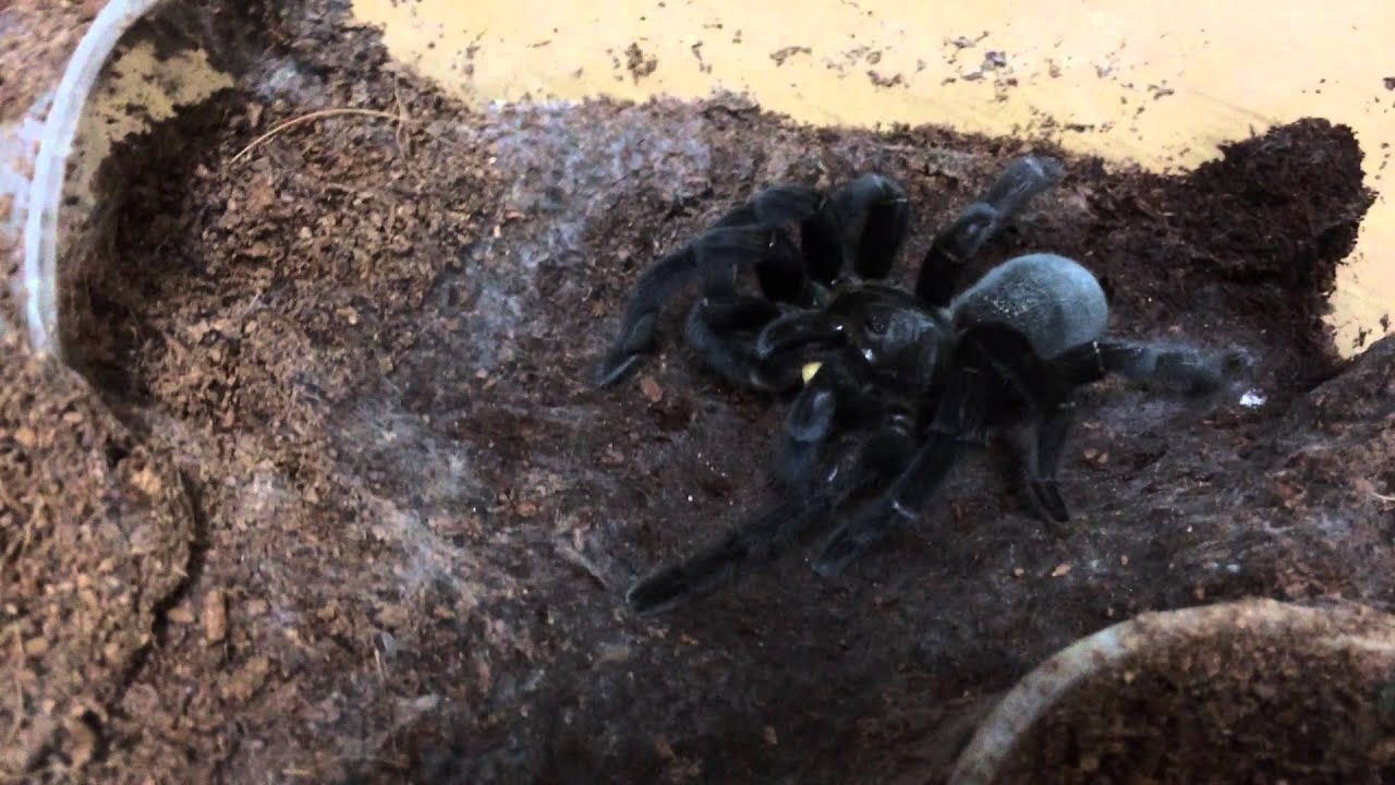 [Tarantula] Ornithoctoninae G. sp. "Haplopelma doriae" feeding