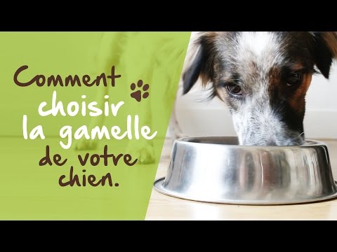 Vidéo: Comment choisir le meilleur bol pour chien pour votre chien