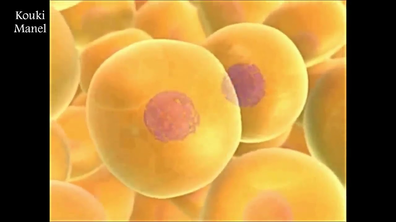 شرح مفصل للانقصام المنصف (الميوزي)