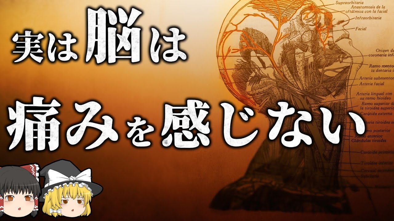 【雑学】実は人体でよく分かっていないこと 【ゆっくり解説】