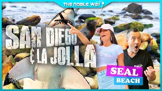 Seals, Sea Lions, Great White Sharks, Oh My! San Diego, La Jolla, Tide Pools, Beaches | California