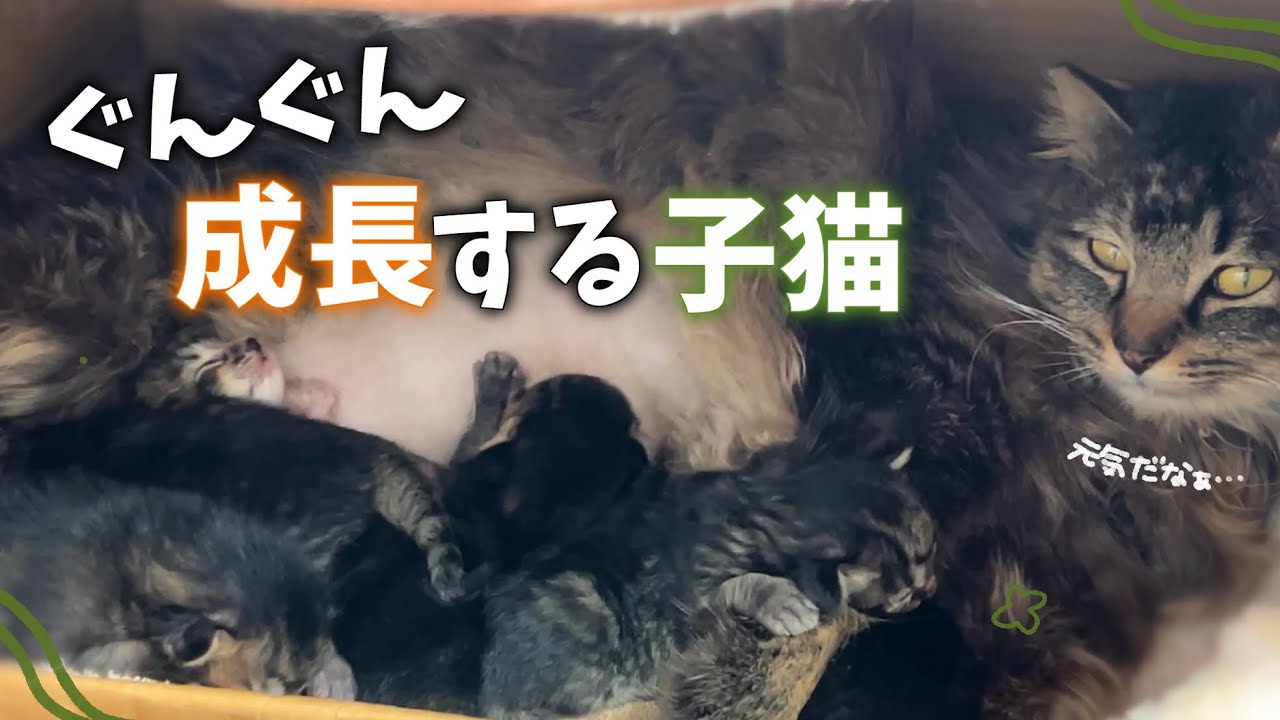 セレクトオーダー むぎゅサイズ♡お腹ぽっこり♡赤ちゃん子猫のキキ