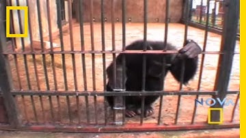 "Genius" Chimp Outsmarts Tube | National Geographic
