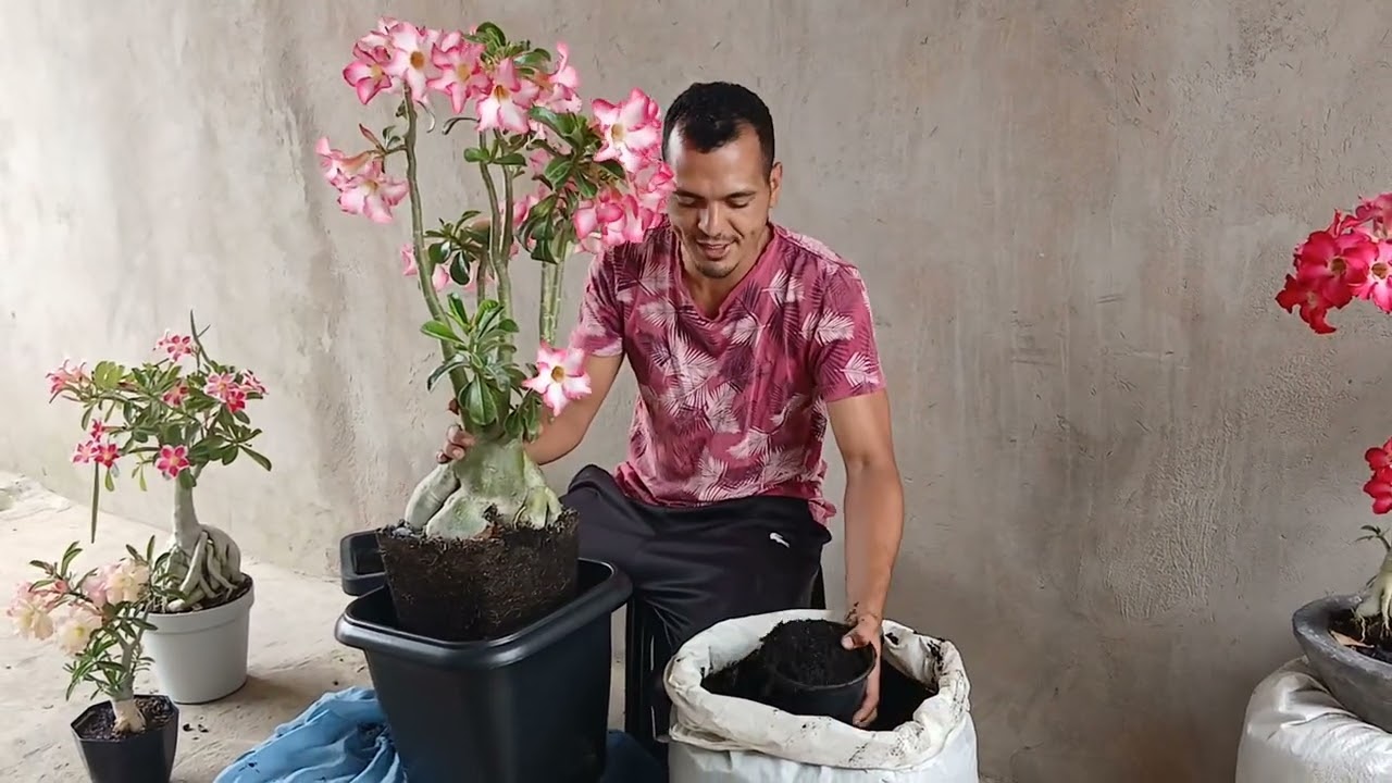 REPLANTE SUA ROSA DO DESERTO ASSIM E ELA VAI EXPLODIR DE CRESCIMENTO E FLORAÇÃO 🌵✨