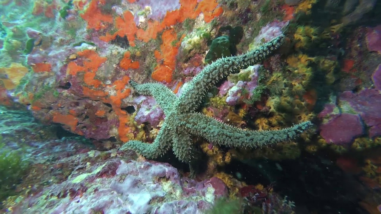 Le tiboulen de Maïre