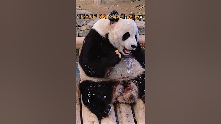 러바오 머리 위에 소복하게 쌓인 눈☃️ 오늘도 눈이 오잖아~❄️ #러바오 #lebao #pandalife