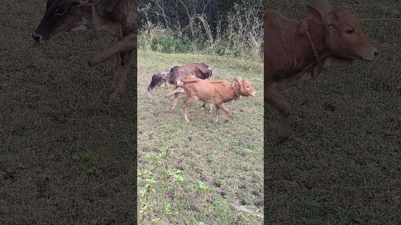 সোনা কাকুদের গরুটাকে খেতে দিচ্ছে না#cow#shorts#youtubeshorts#Hello Andaman