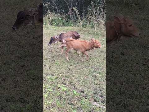 সোনা কাকুদের গরুটাকে খেতে দিচ্ছে না#cow#shorts#youtubeshorts#Hello Andaman