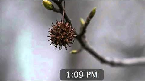 Mac OS X Snow Leopard Tutorial -- Learn How to Customize Your Screen Saver