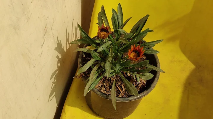 Time lapse flowers blooming