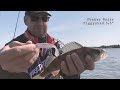 Shaker Baits Piggyshad video