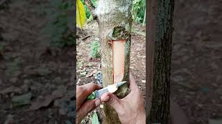 Entres Ganda Pada Sambung Sisip Durian sambungdurian cangkok sambungsisip sambungpucuk grafting