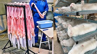 This Farm Raises Thousands of Mink in Modern Cages for Fur - Amazing Technique is Worth a See