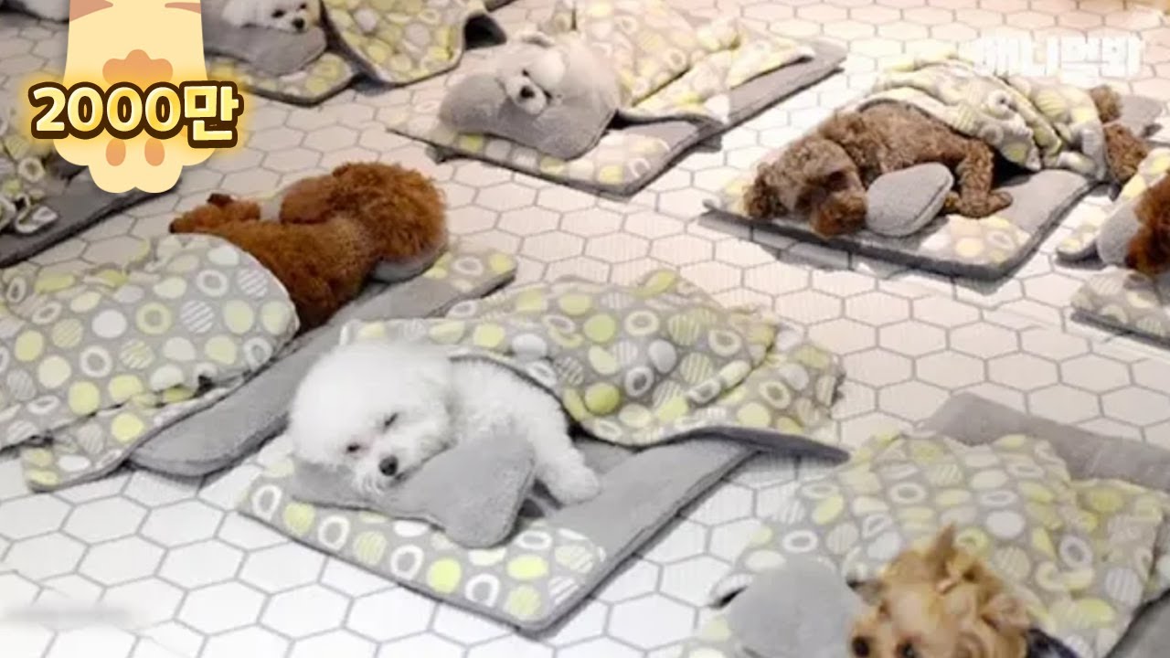 ⁣유치원에서 단체 낮잠자는 개린이들ㅋㅋㅋㅋ(박보검도 다님) l Puppies Enjoy Nap Time In The Kindergarten LOL