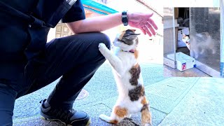 When I went through a recycling store, a calico cat with a collar came out from inside the store.