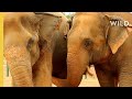 Elephant best friends  nat geo wild