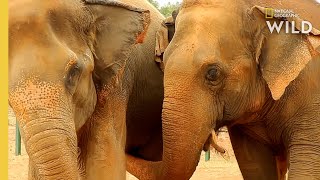 Elephant Best Friends | Nat Geo WILD