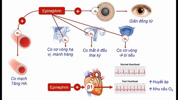 Thuốc tác động lên hệ Thần Kinh Thực Vật - Tập 1