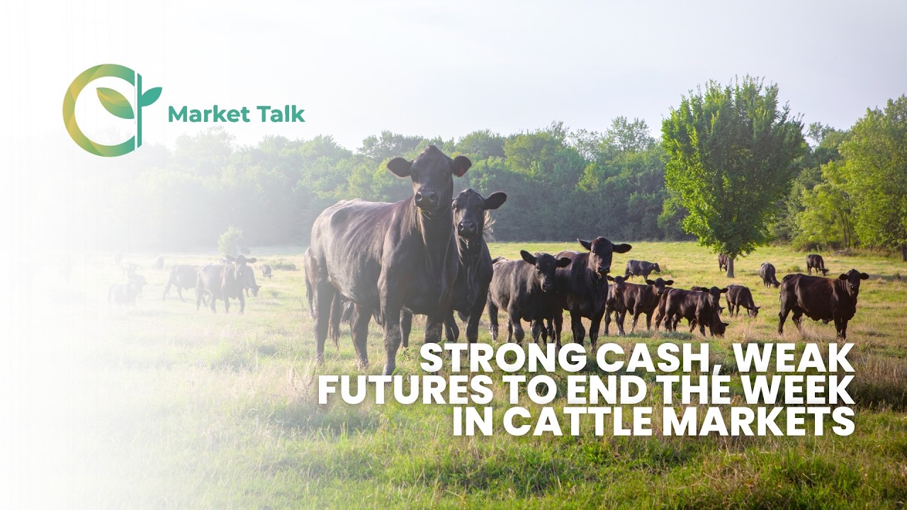 Strong Cash, Weak Futures to End the Week in Cattle Markets