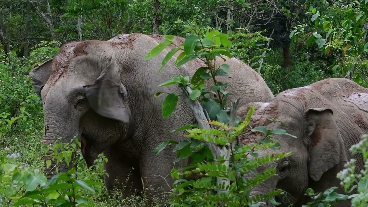 Endangered Species Act Evaluation