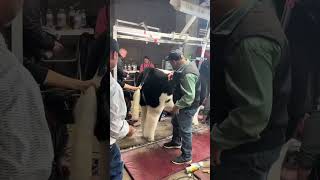 The American Royal Market Steer Experience!