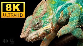 8K Videos Collection of World s nature UltraHD 120 FPS