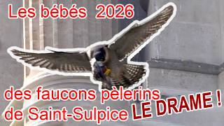 Naissances des faucons pèlerins de Saint-Sulpice de 2026: le drame ? - le goûter [Faucon #12]