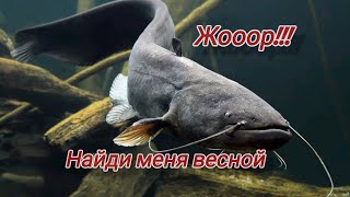 Где ловить сома весной? Ловля сома весной! Жор сома! Где искать сома весной? Весенний сом!