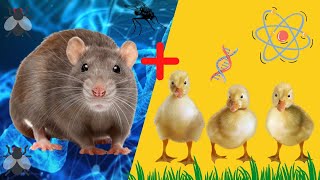 MIXING ANIMAL'S DNA | LOOK HOW IT TURNS OUT | TIKTOK COMPILATIONS