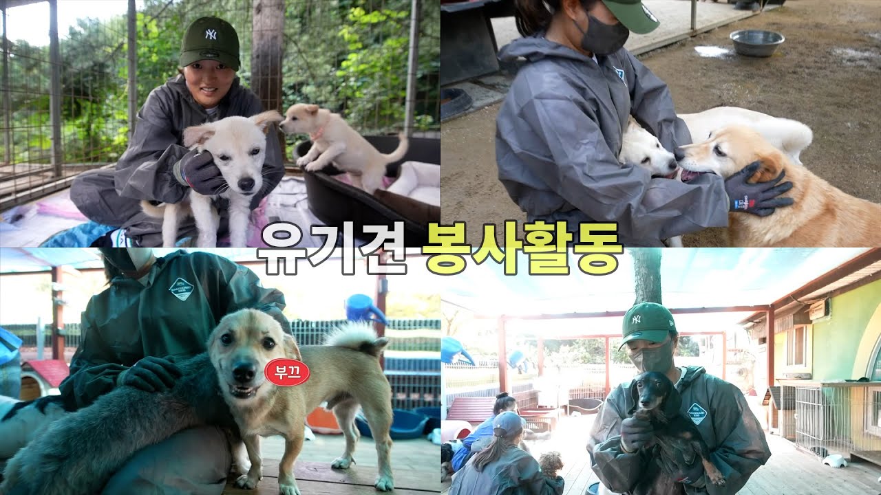 (Eng. sub) 'Korean Dogs' Animal Shelter volunteer work in Korea.코리안독스 동물보호소 봉사활동을 다녀왔습니다.┃고진영고