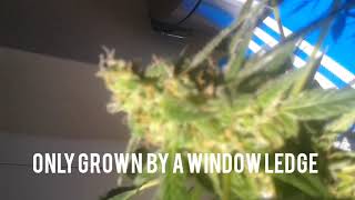Guerilla grow uk 2019
